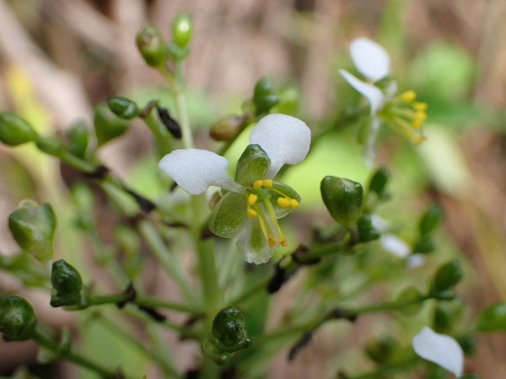 Aneilema beniniense flower