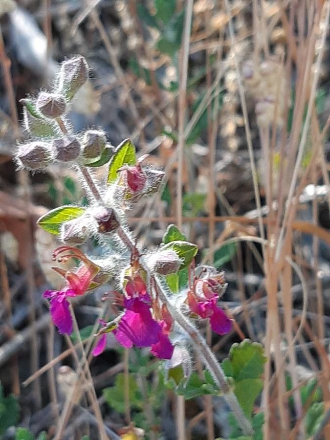 Teucrium divaricatum — search result for 'Teucrium'