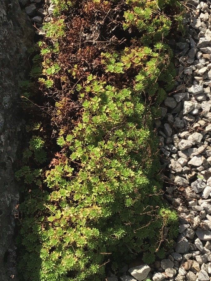 Saxifraga vayredana leaf