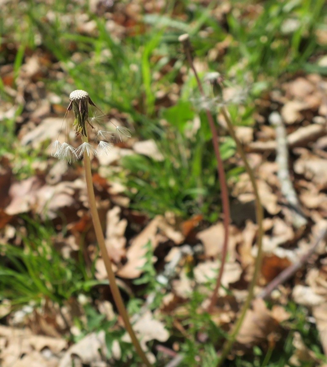 Taraxacum navarrense habit