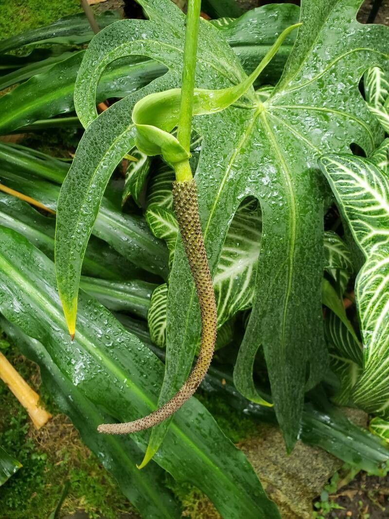 Anthurium podophyllum flower