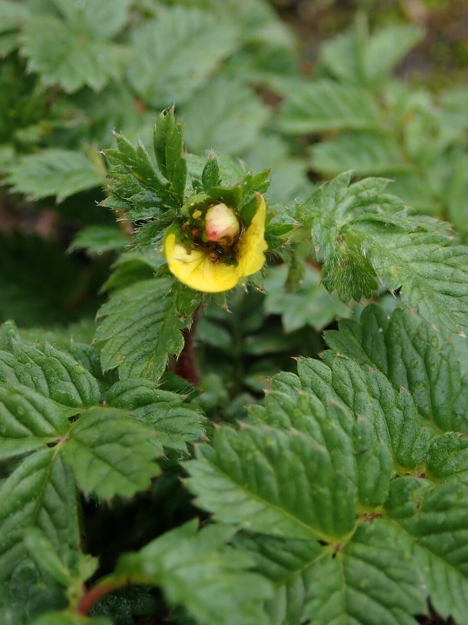Argentina tristis habit