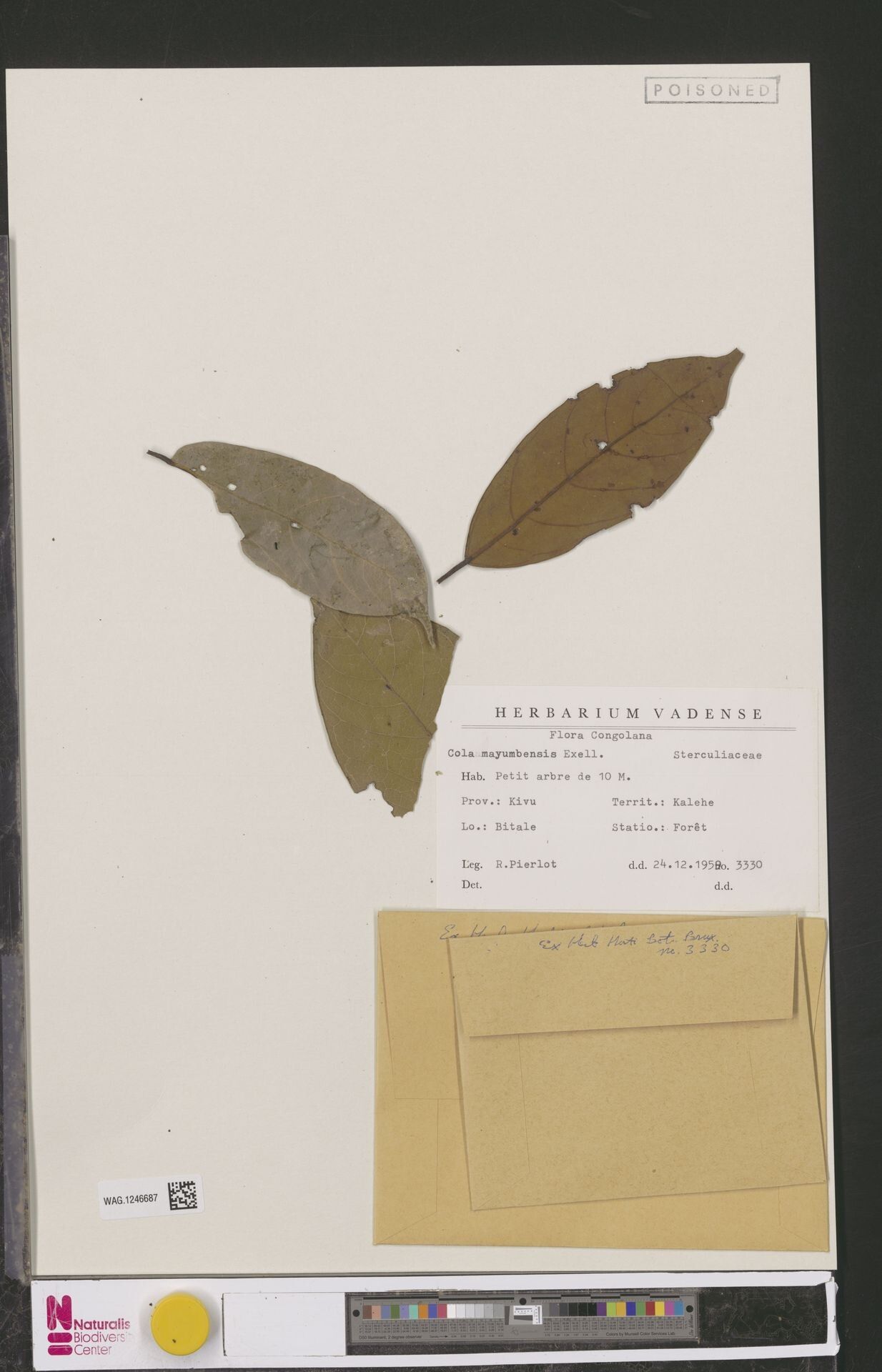 Cola mayumbensis — houseplant care guide