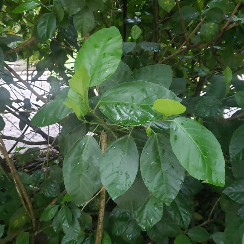 Pavonia alnifolia leaf