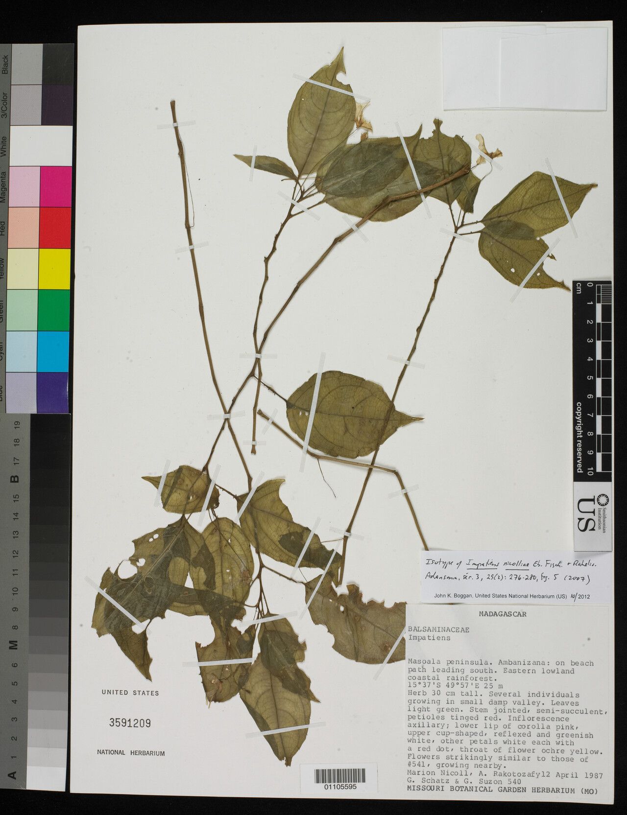 Impatiens nicolliae — houseplant care guide