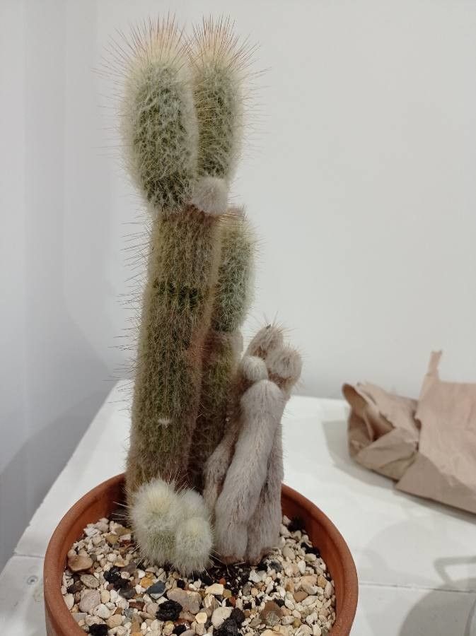 Espostoopsis dybowskii habit