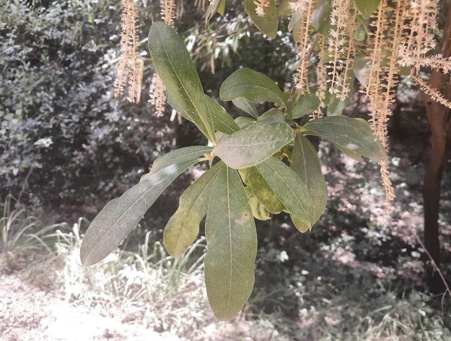 Cyrilla racemiflora leaf