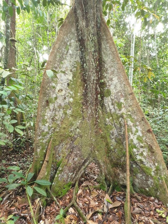 Hopea griffithii bark