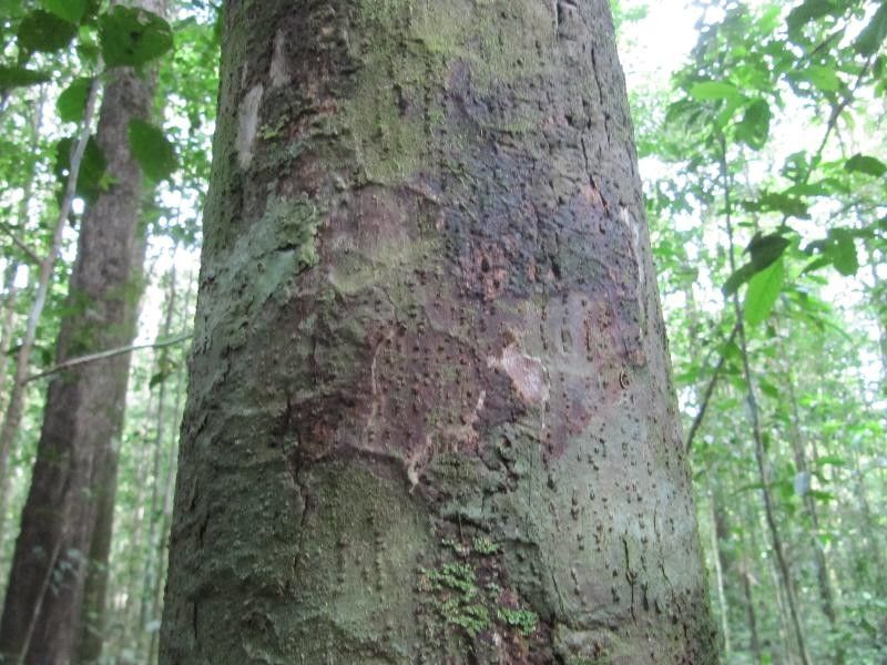 Eschweilera laevicarpa — houseplant care guide