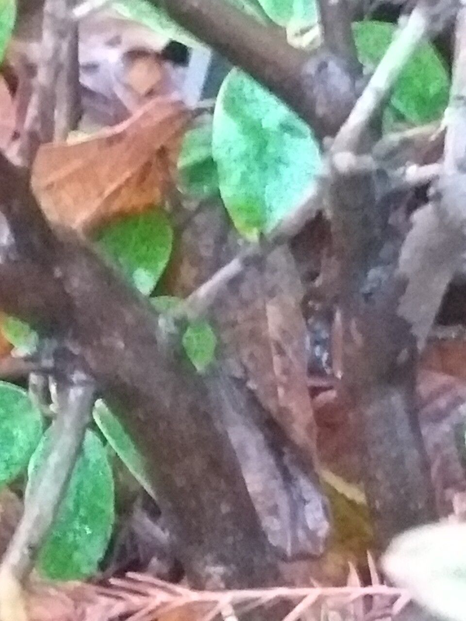 Rhododendron keiskei bark