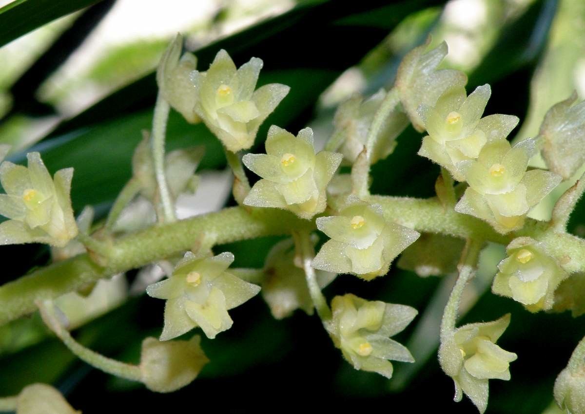 Pinalia fitzalanii — related species from the same genus