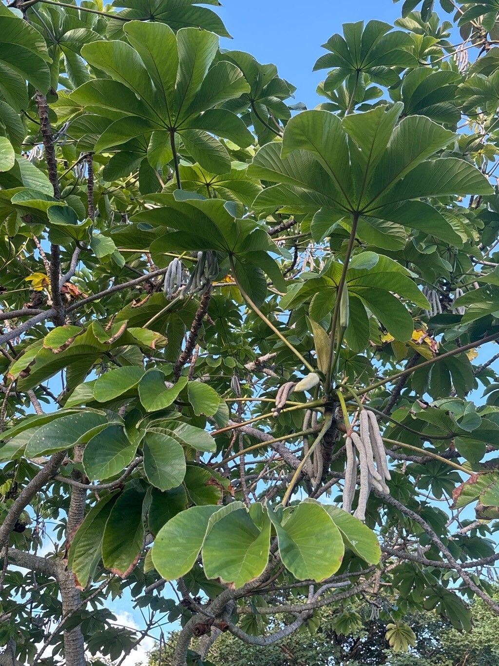 Cecropia concolor — related species from the same genus