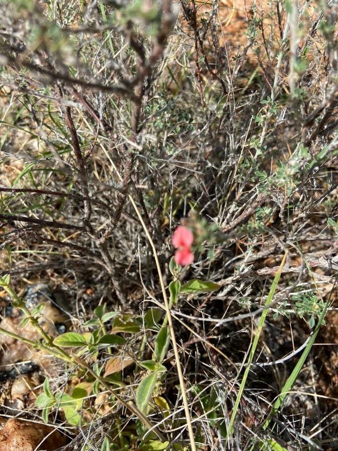 Indigofera spinosa flower