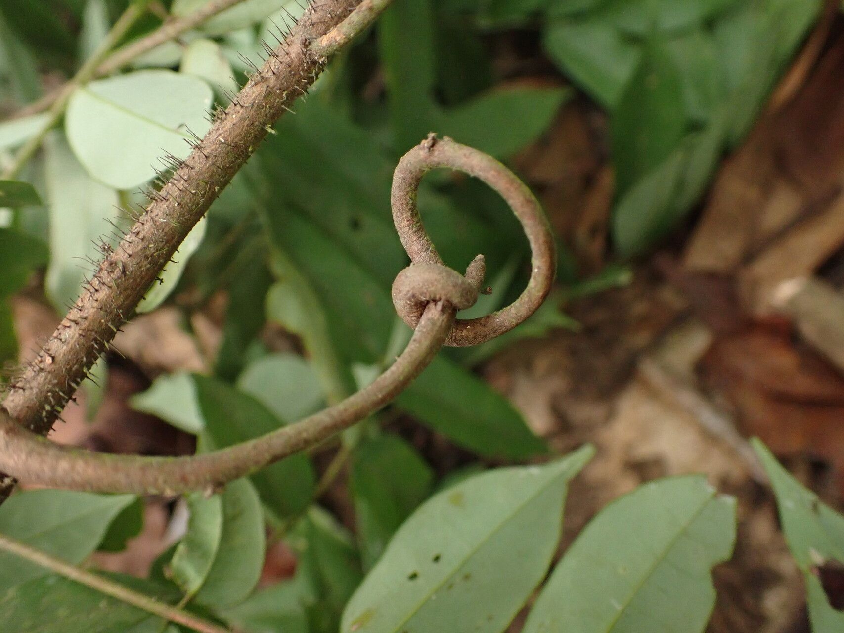 Rourea parviflora bark