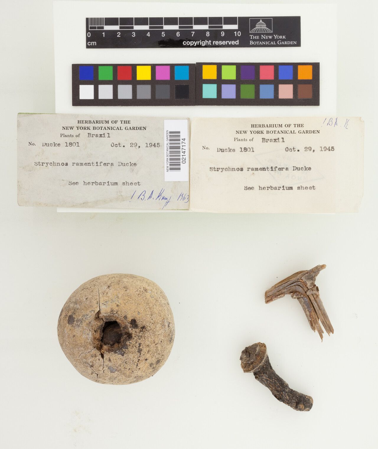 Strychnos ramentifera fruit