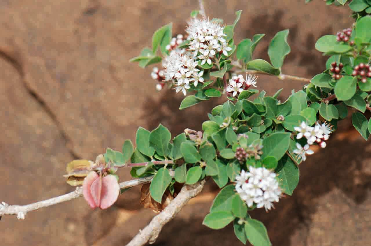Combretum aculeatum flower