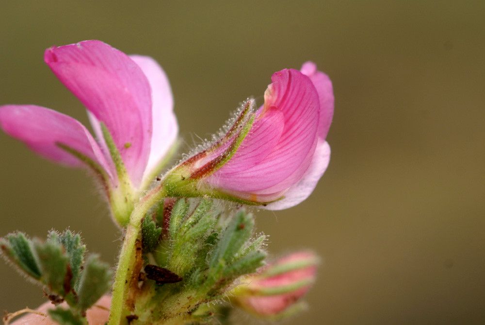 Ononis thomsonii — houseplant care guide