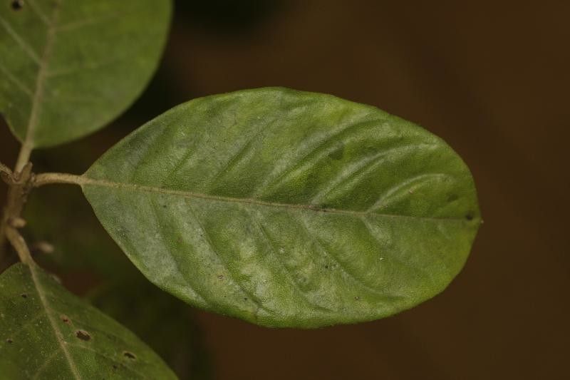 Siparuna decipiens leaf