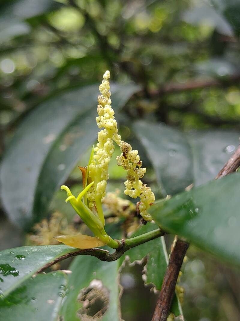 Sebastiania commersoniana flower