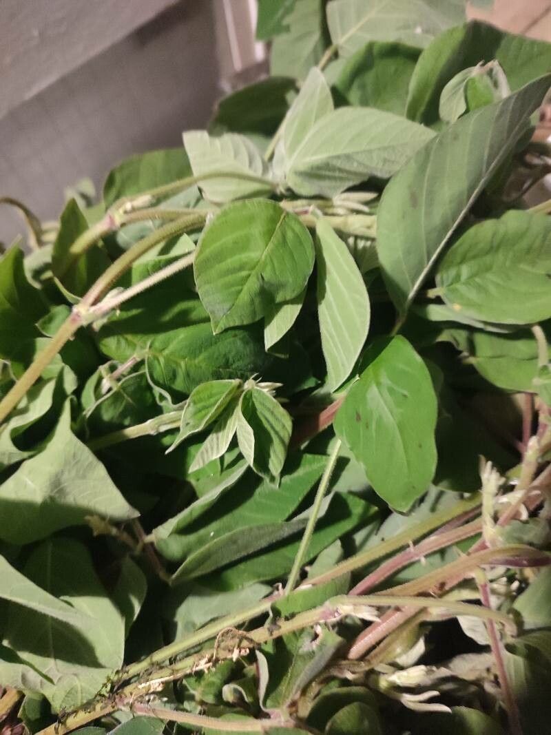 Desmodium leiocarpum — search result for 'Desmodium'