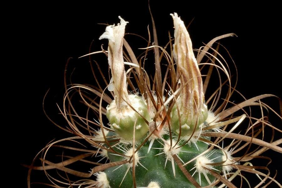 Sclerocactus papyracanthus fruit