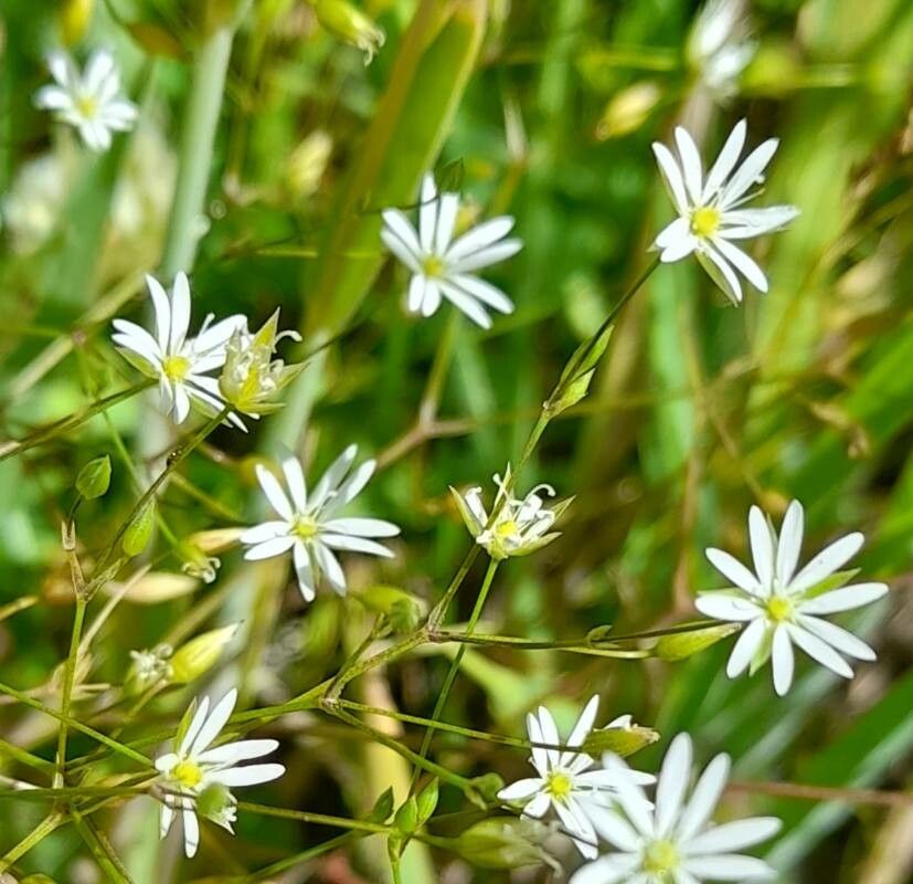Stellaria arvalis — search result for 'Stellaria'