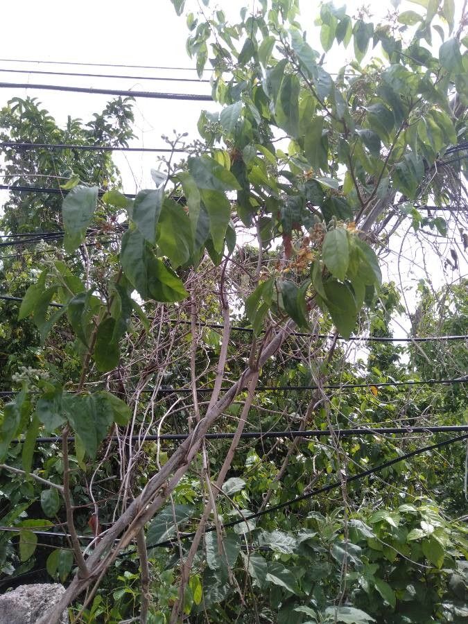 Grewia laevigata habit