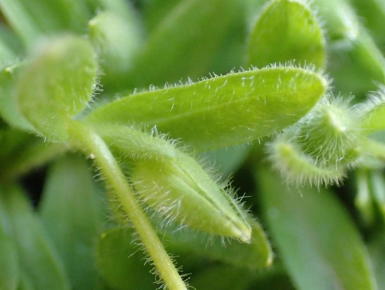 Cerastium pedunculatum fruit