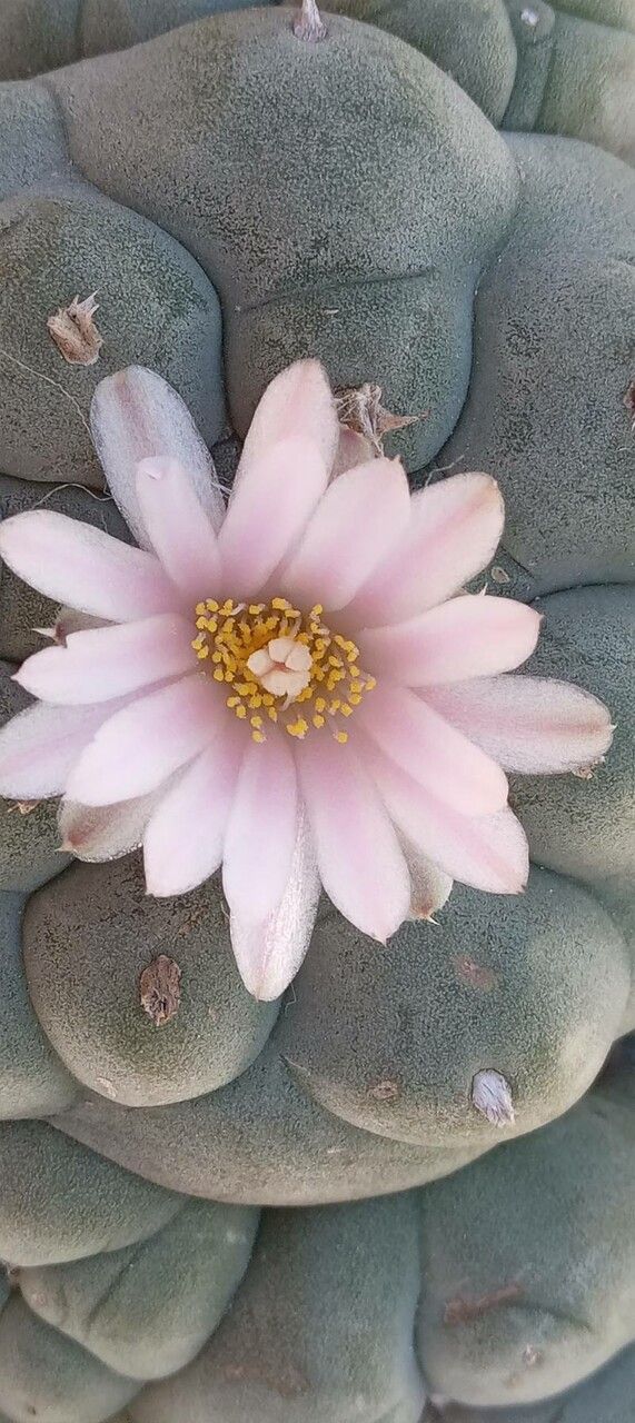 Lophophora williamsii flower