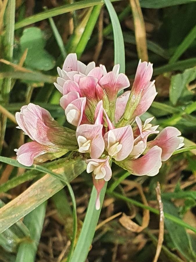 Trifolium cheranganiense flower