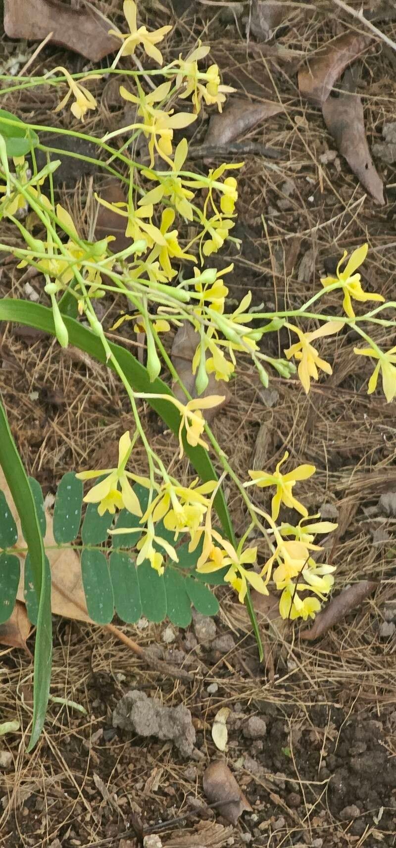 Epidendrum montserratense flower