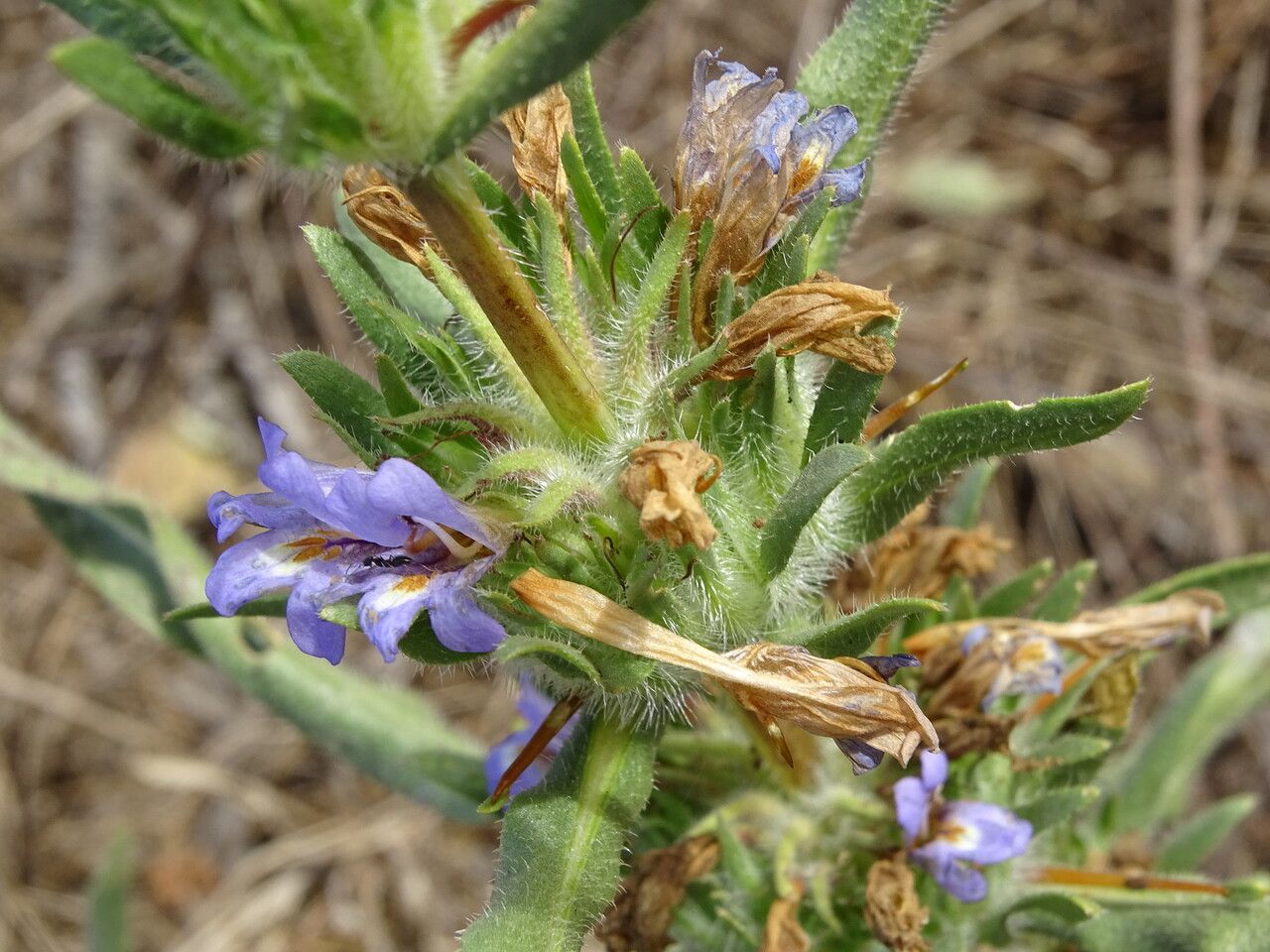 Hygrophila auriculata flower