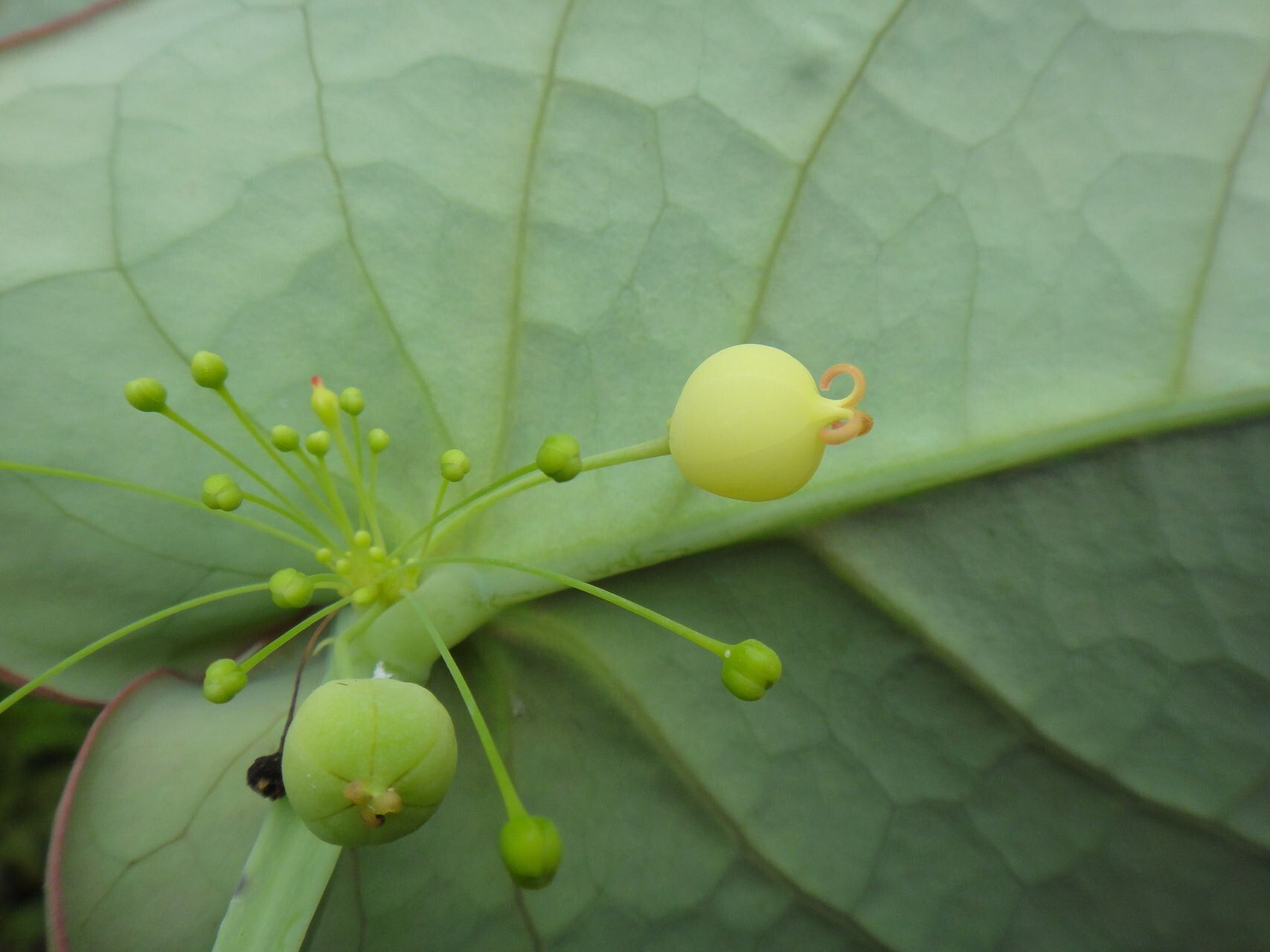 Phyllanthus trichopodus fruit