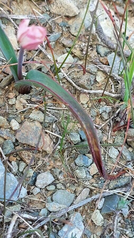 Tulipa cretica — search result for 'Tulipa'