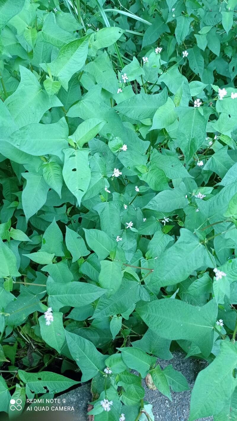 Persicaria thunbergii — houseplant care guide