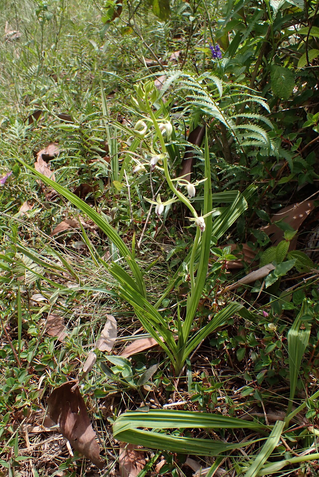 Eulophia plantaginea habit