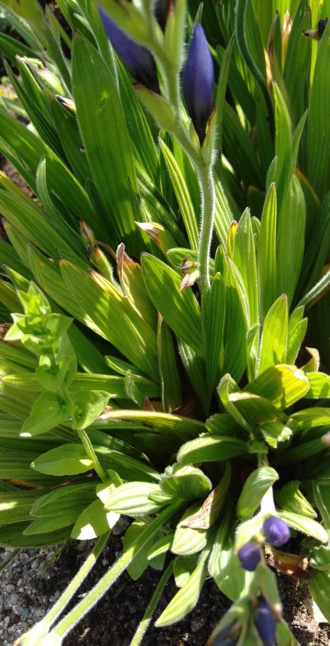 Babiana angustifolia — search result for 'Iridaceae'