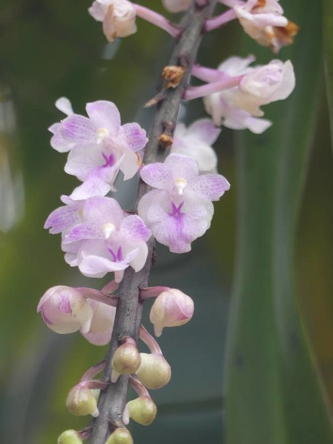 Rhynchostylis retusa — houseplant care guide