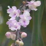 Rhynchostylis retusa