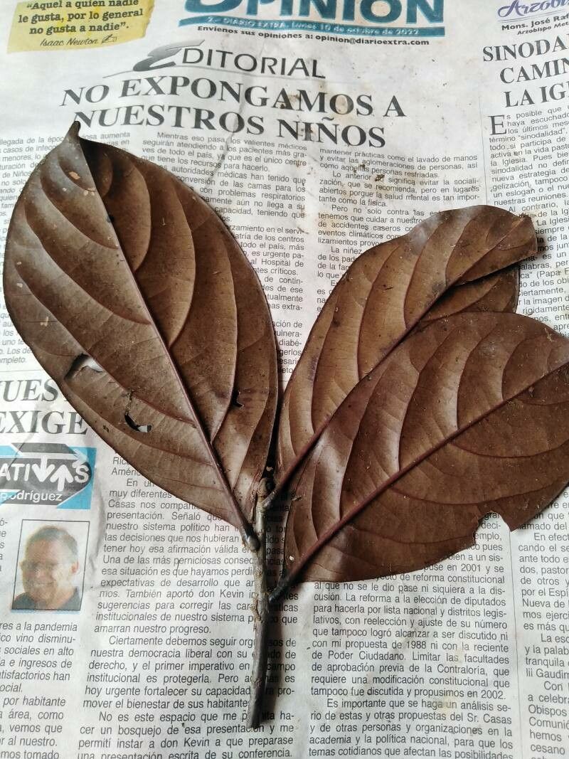 Ocotea insularis — search result for 'Ocotea'