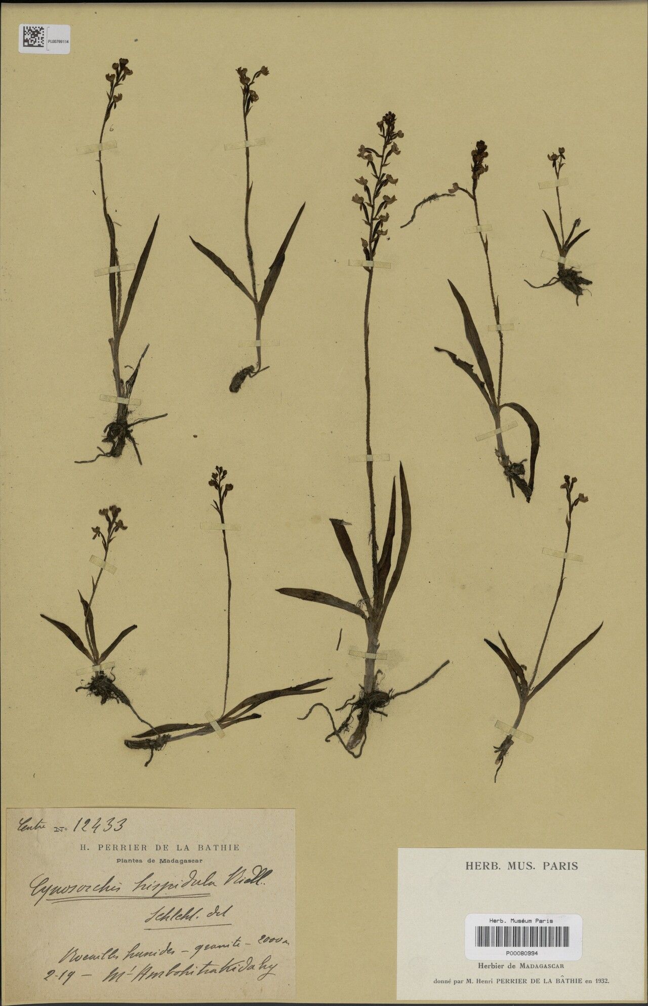 Cynorkis hispidula — houseplant care guide