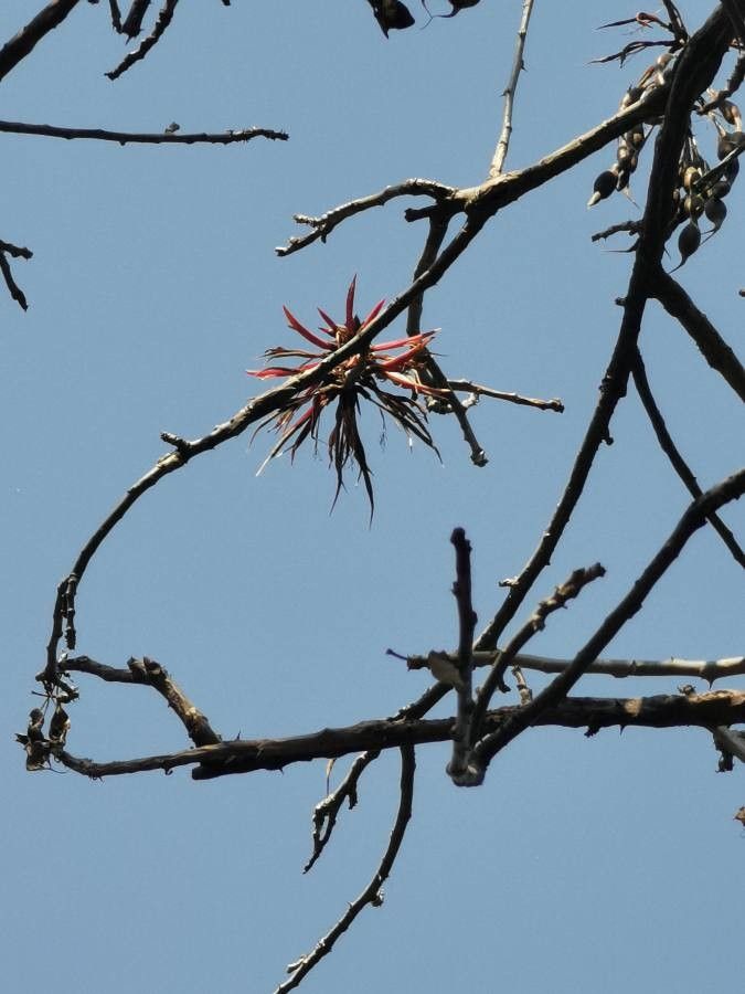 Erythrina variegata fruit