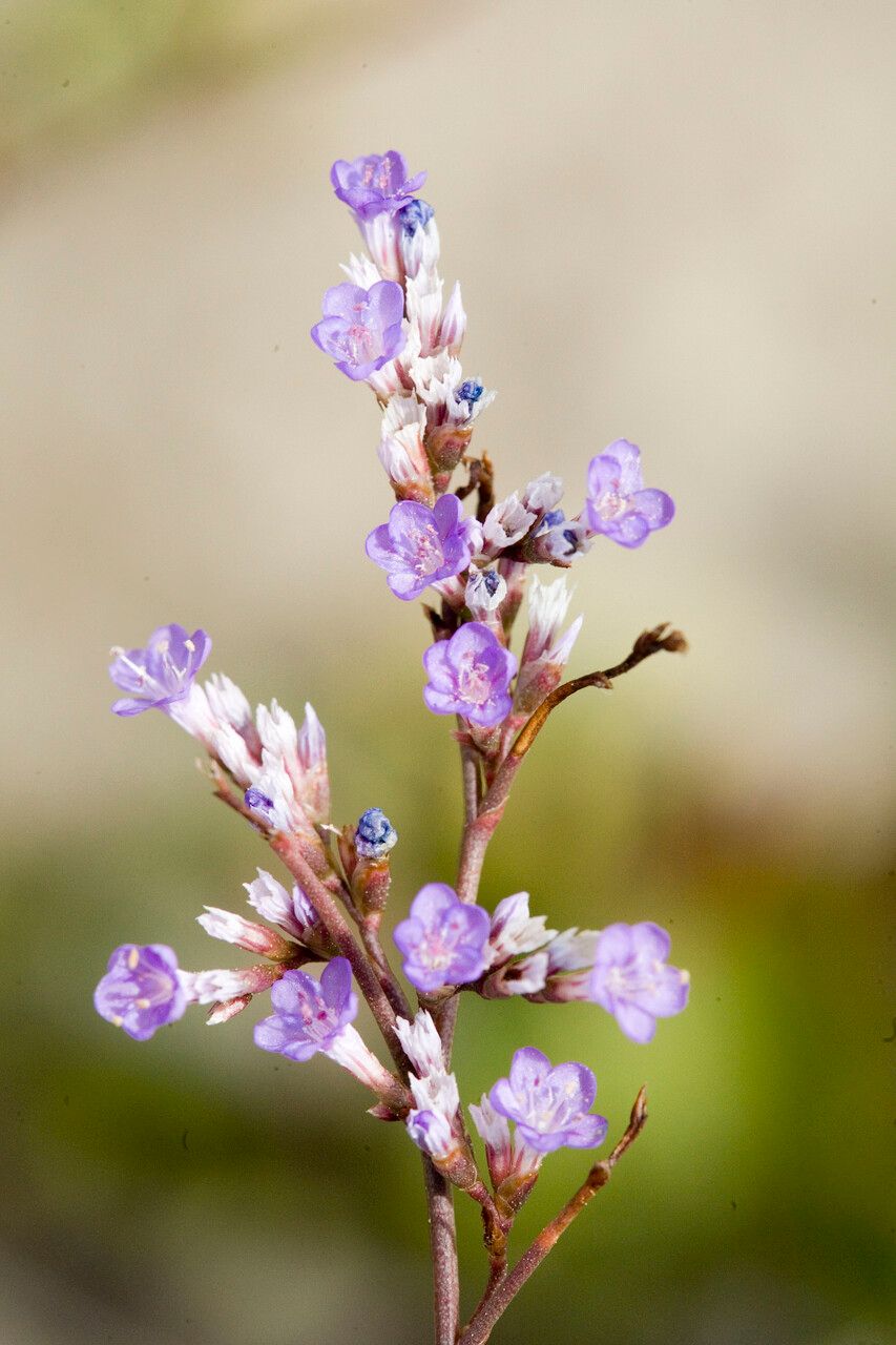 Limonium narbonense flower
