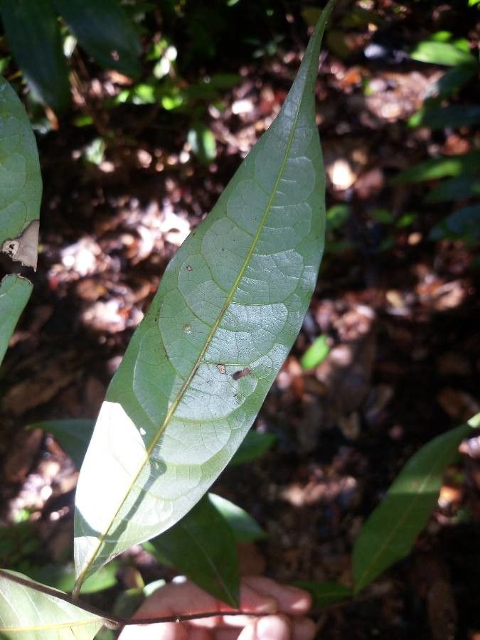 Unonopsis perrottetii — houseplant care guide