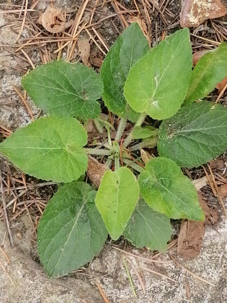 Viola collina leaf