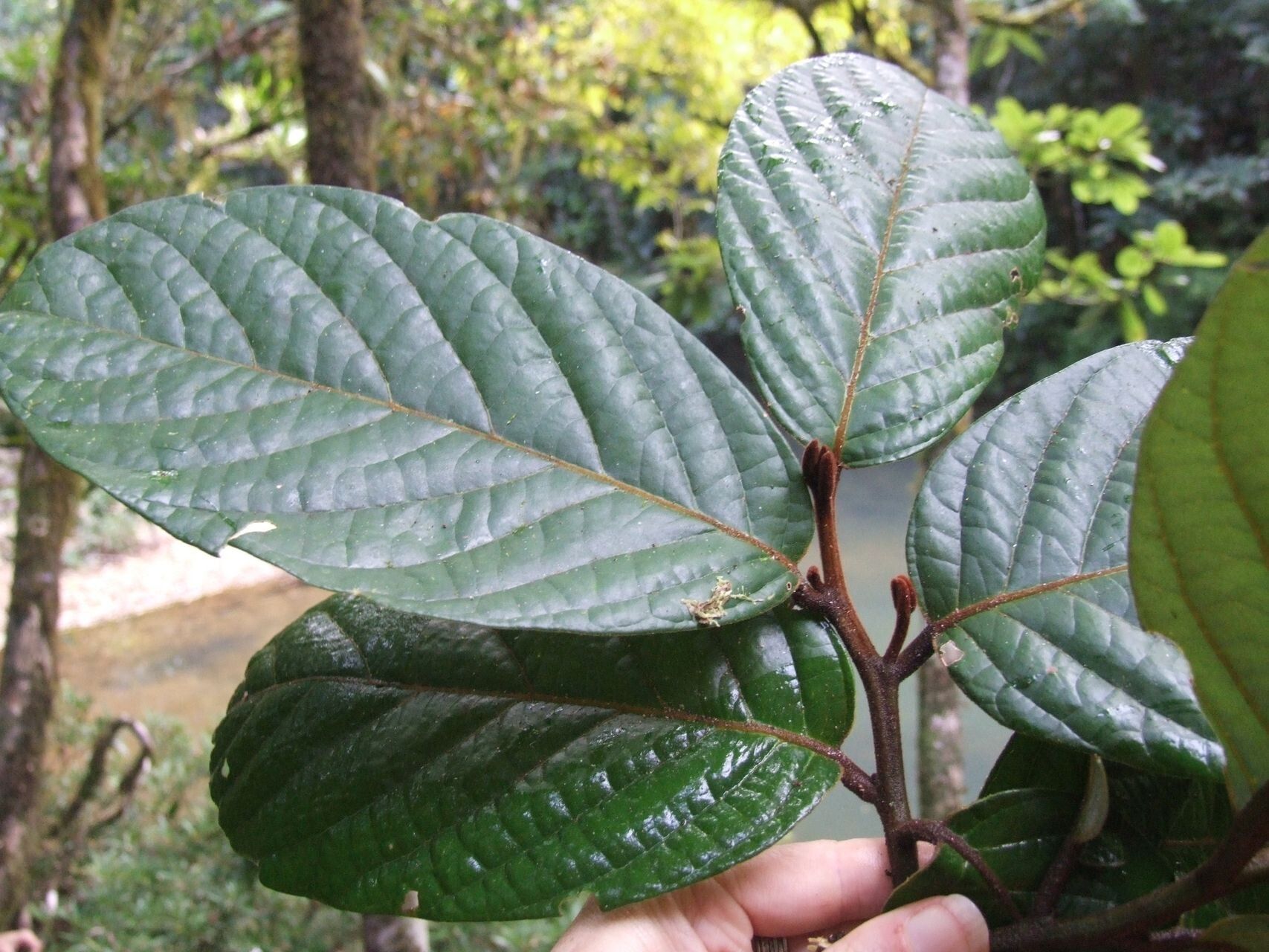 Cryptocarya barrabeae — houseplant care guide