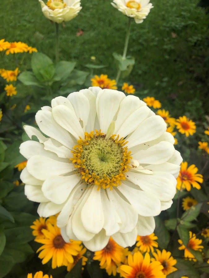 Wyethia helianthoides flower