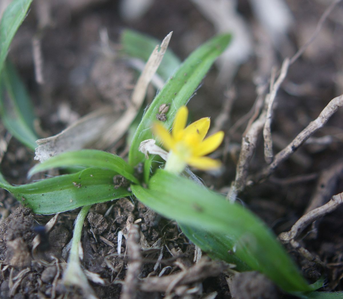 Hypoxis angustifolia leaf