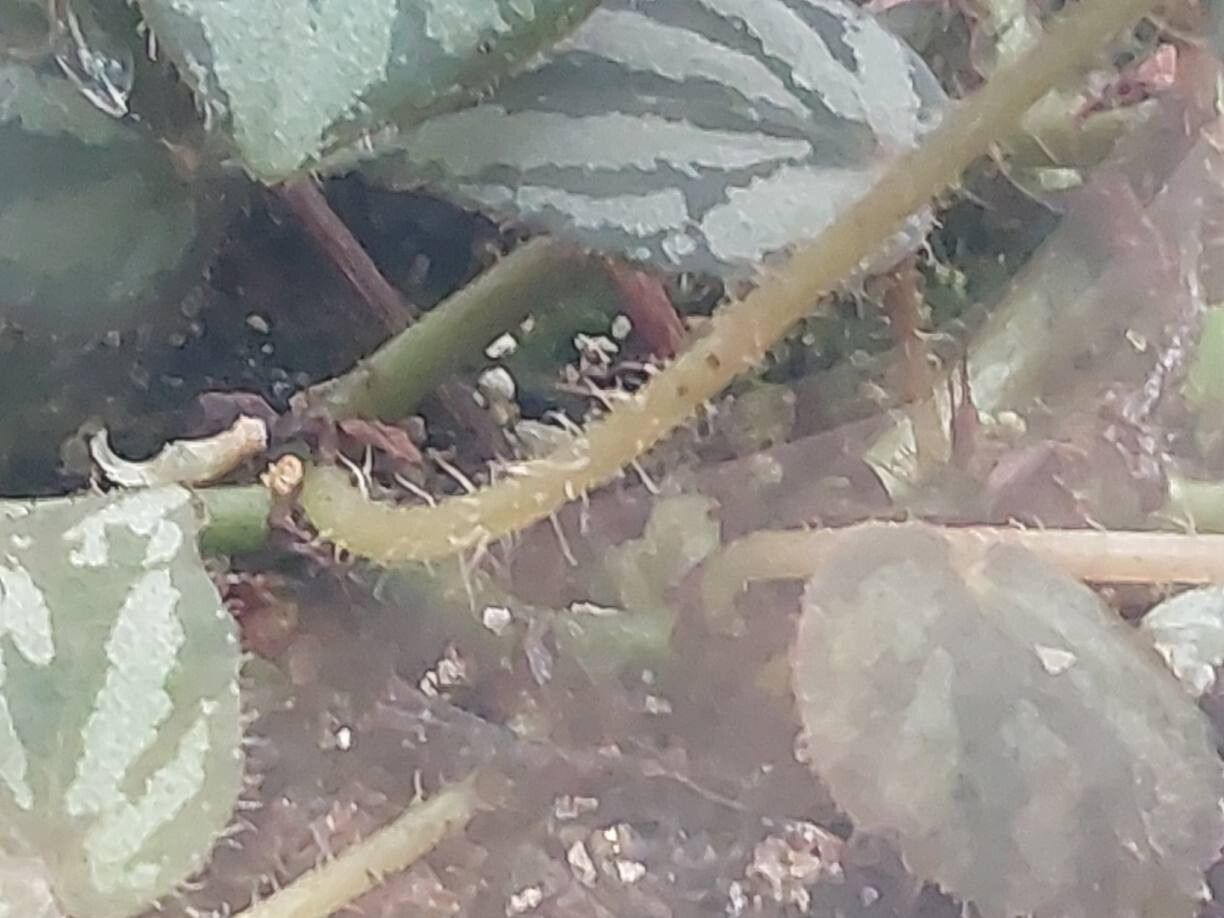 Begonia luzonensis bark
