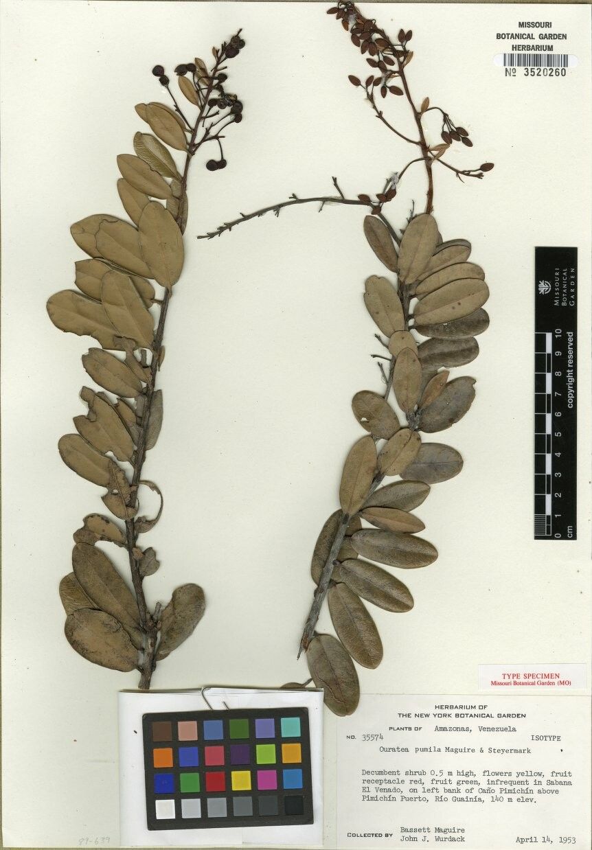 Ouratea aquatica — related species from the same genus